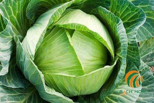 Bắp Cải Đà Lạt